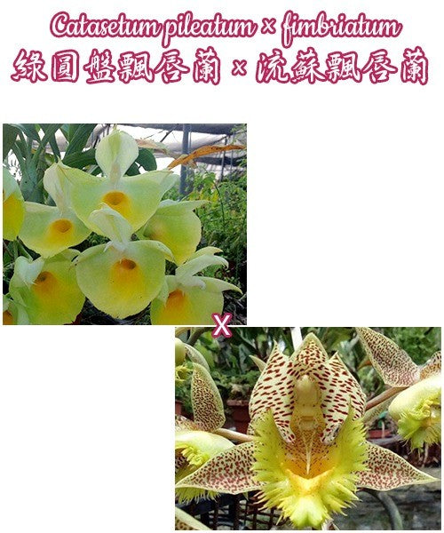 Catasetum pileatum × fimbriatum
