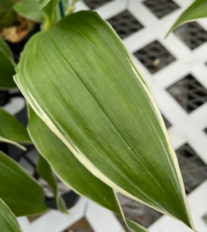 Catasetum pileatum var. alba (Variegated)