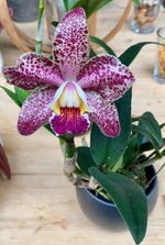 Carica l&#39;immagine nel visualizzatore Galleria, Cattleya Brabantiae (Cattleya aclandiae × Cattleya loddigesii)
