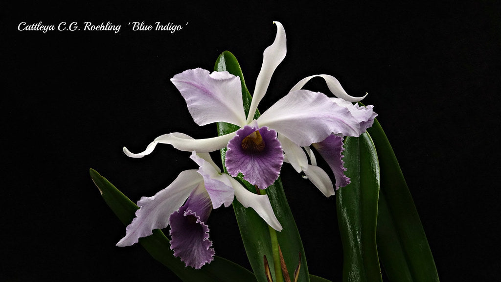 Cattleya C. G. Roebling 'Blue Indigo' (C. gaskelliana × C. purpurata)
