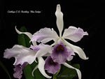 Carica l&#39;immagine nel visualizzatore Galleria, Cattleya C. G. Roebling &#39;Blue Indigo&#39; (C. gaskelliana × C. purpurata)
