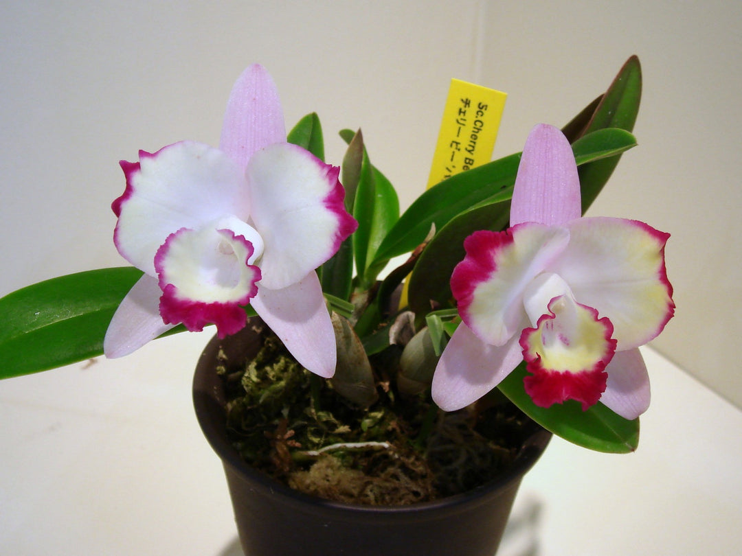 Cattleya Cherry Bee (C. Cherry Chip × C. Beaufort) ‘Happy Field’ CTA-526