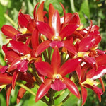 Carica l&#39;immagine nel visualizzatore Galleria, Cattleya Chocolate Drop &#39;Kodama&#39; - Br Orquidea
