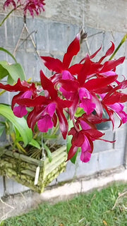 Cattleya Chocolate Drop x Schomburgkia superba - Br Orquidea