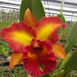 Carica l&#39;immagine nel visualizzatore Galleria, Cattleya Chomthong Fancy
