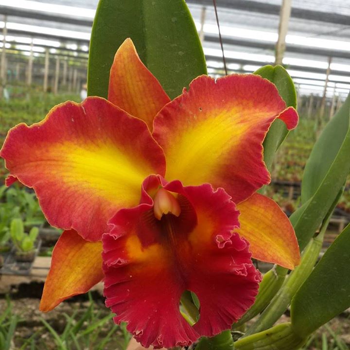 Cattleya Chomthong Fancy