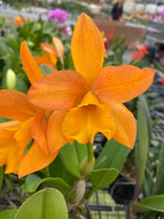 Carica l&#39;immagine nel visualizzatore Galleria, Cattleya Daffodil x Cattleya Golden Nugget
