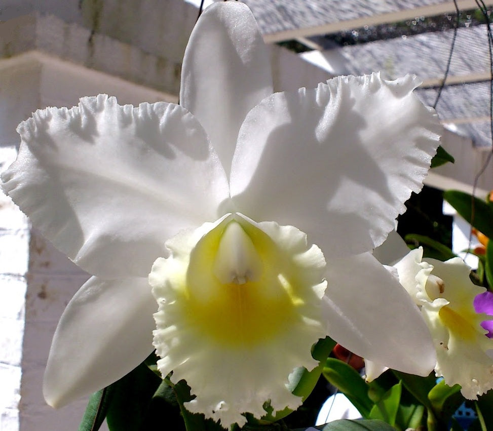 Cattleya Hawaiian Wedding Song 'Virgin' HCC/AOS