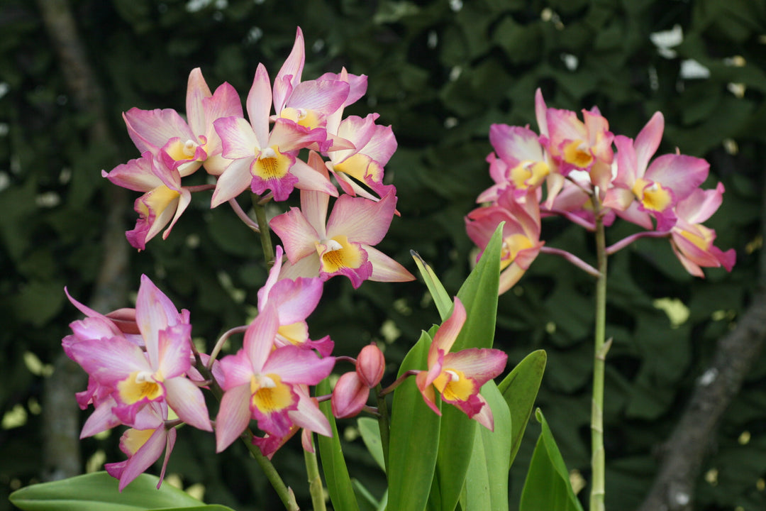 Cattleya (Iwanagara) Apple Blossom 'Spring Time'