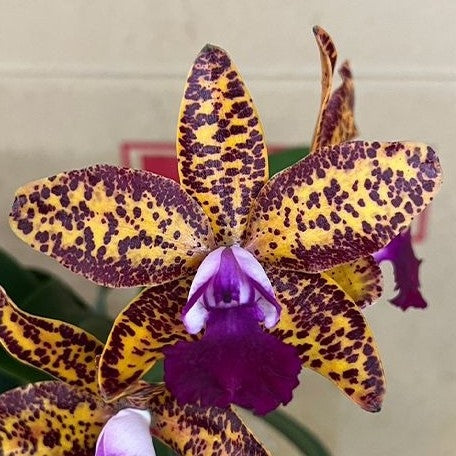 Cattleya Leopard Lou 'Satay'