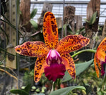 Carica l&#39;immagine nel visualizzatore Galleria, Cattleya Leopard Lou &#39;Satay&#39;
