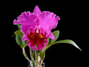 Cattleya Lucky Strike