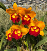 Carica l&#39;immagine nel visualizzatore Galleria, Cattleya Nakornchaisri Delight
