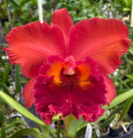 Carica l&#39;immagine nel visualizzatore Galleria, Cattleya Nakornchaisri Red
