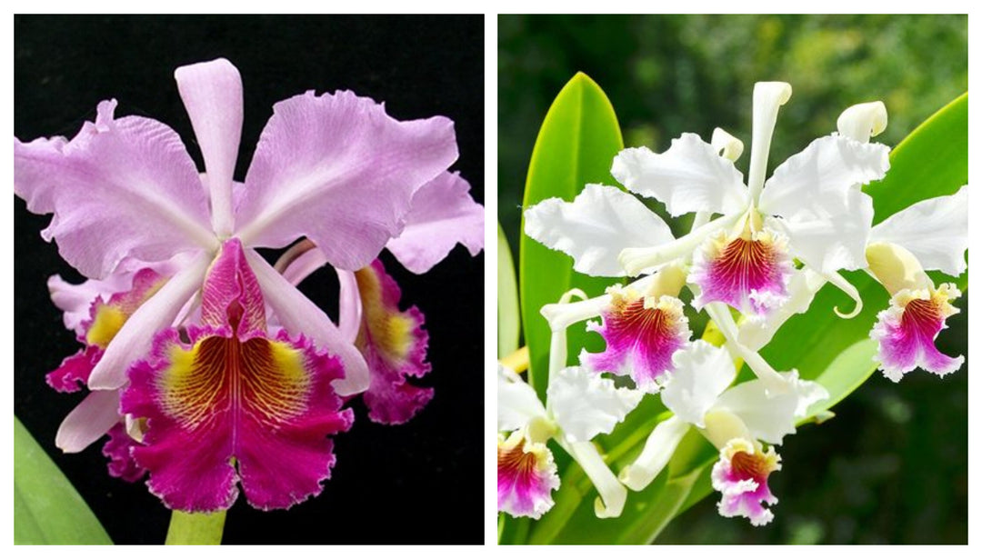 Cattleya Pannemaekeriana (C. Hardyana x C. rex)