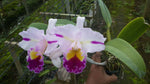 Carica l&#39;immagine nel visualizzatore Galleria, Cattleya Patchara Fancy
