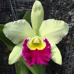 Carica l&#39;immagine nel visualizzatore Galleria, Cattleya Pathom Green
