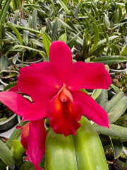 Cattleya Perfection of Life (Cattleya Precious Stones × Cattleya Circle of Life)