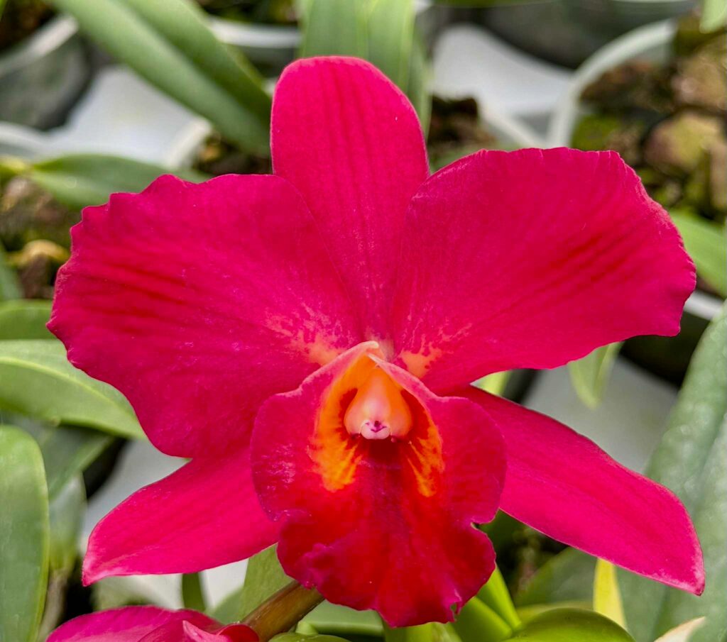 Cattleya Perfection of Life (Cattleya Precious Stones × Cattleya Circle of Life)