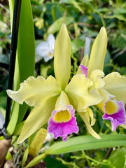 Cattleya Phryne (C. warscewiczii x L. xanthina)