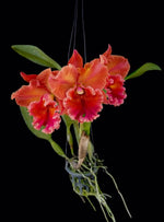 Carica l&#39;immagine nel visualizzatore Galleria, Cattleya Phutawan Sunrise
