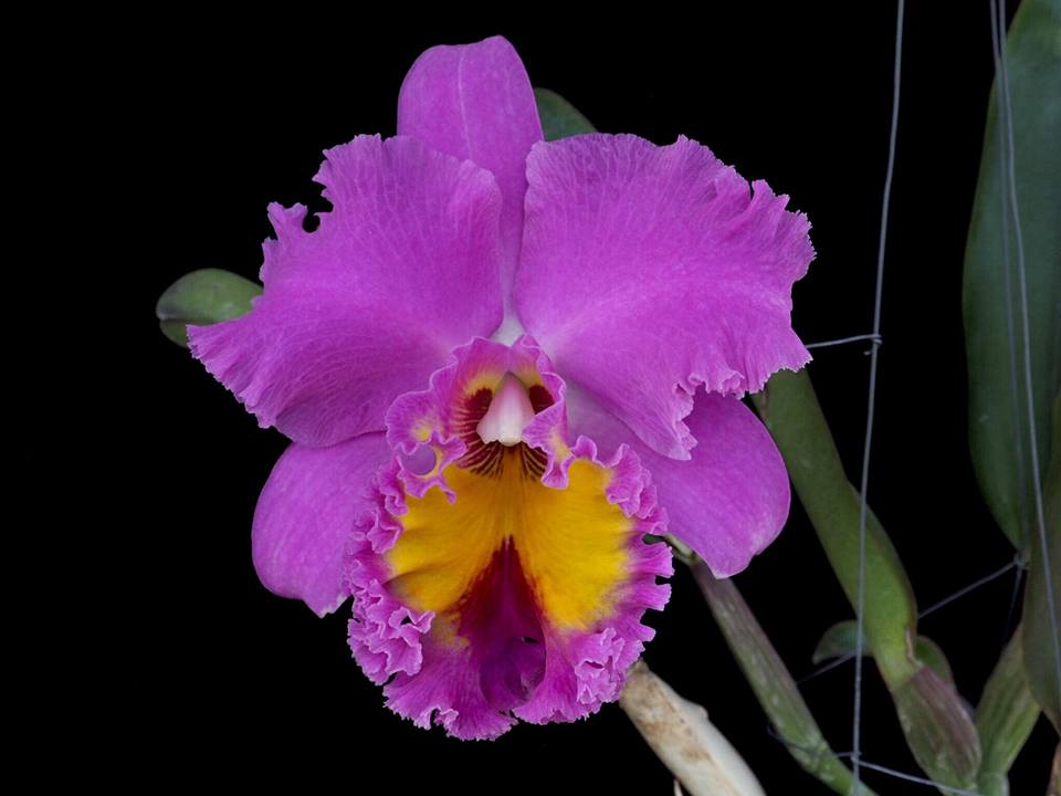 Rhyncholaeliocattleya Pink Butterfly