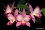 Carica l&#39;immagine nel visualizzatore Galleria, Cattleya Pink Splash (C. Red Doll x C. intermedia)
