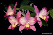 Cattleya Pink Splash (C. Red Doll x C. intermedia)