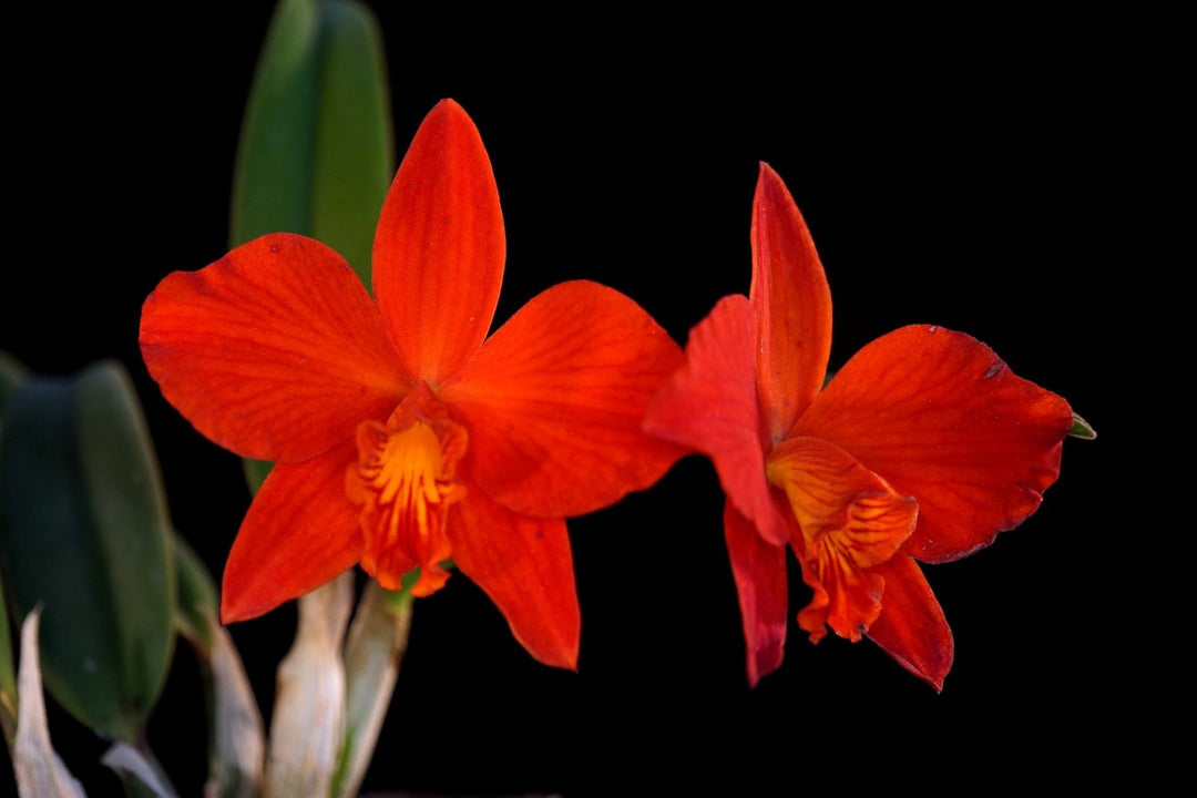 Cattleya Psyche 'China' (Cattleya cinnabarina × Cattleya coccinea)