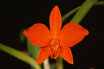 Carica l'immagine nel visualizzatore Galleria, Cattleya Psyche 'China' (Cattleya cinnabarina × Cattleya coccinea)