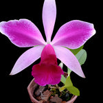 Carica l'immagine nel visualizzatore Galleria, Laelia purpurata x Cattleya violacea