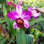 Carica l&#39;immagine nel visualizzatore Galleria, Blc. Quilla
