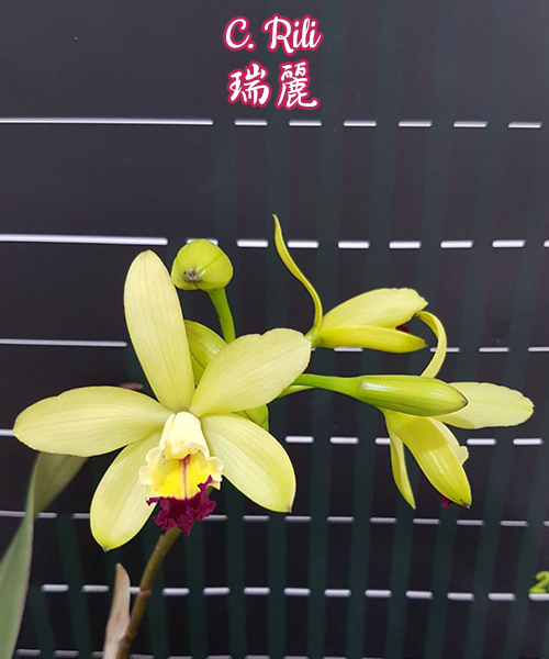 Cattleya Rili 