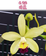 Carica l&#39;immagine nel visualizzatore Galleria, Cattleya Rili 
