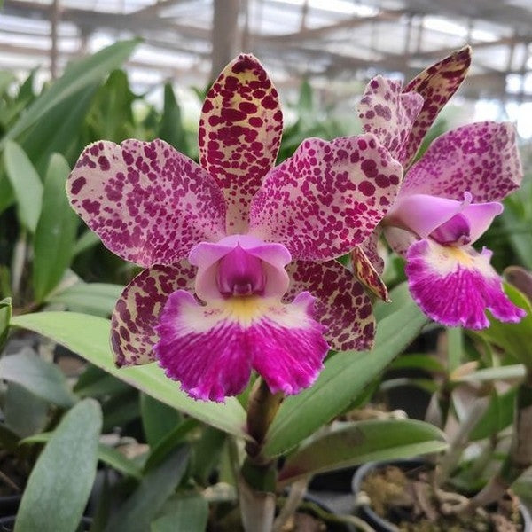 Cattleya schilleriana x Cattleya Cruzeiro do Sul - Brazil Import
