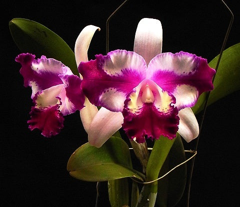 Cattleya Taiwan Beauty (C. interglossa x C. shellie compton)