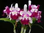 Carica l&#39;immagine nel visualizzatore Galleria, Cattleya Taiwan Beauty (C. interglossa x C. shellie compton)
