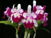 Cattleya Taiwan Beauty (C. interglossa x C. shellie compton)