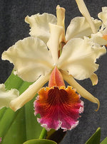 Carica l&#39;immagine nel visualizzatore Galleria, Cattleya Triumphans (C. dowiana × C. rex)

