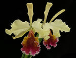 Carica l&#39;immagine nel visualizzatore Galleria, Cattleya Triumphans (C. dowiana × C. rex)
