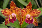 Carica l&#39;immagine nel visualizzatore Galleria, Cattleya Warneri Leopard
