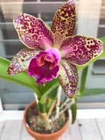 Carica l&#39;immagine nel visualizzatore Galleria, Cattleya Warneri Leopard
