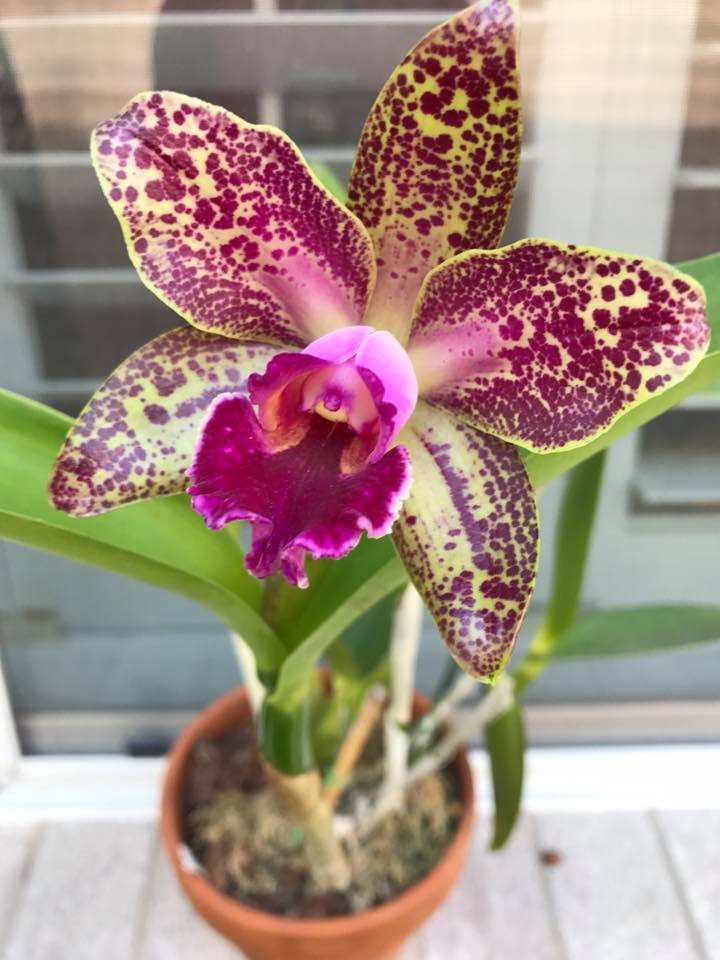 Cattleya Warneri Leopard