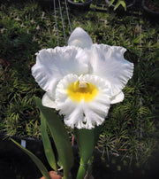 Rhyncholaeliocattleya White Diamond