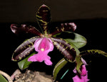 Carica l'immagine nel visualizzatore Galleria, Cattleya aclandiae 'Black'
