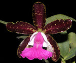 Carica l&#39;immagine nel visualizzatore Galleria, Cattleya aclandiae x Pradit Spot x aclandiae - Br Orquidea
