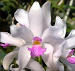 Carica l'immagine nel visualizzatore Galleria, Cattleya amethystoglossa f. semi alba  - Br Orquidea