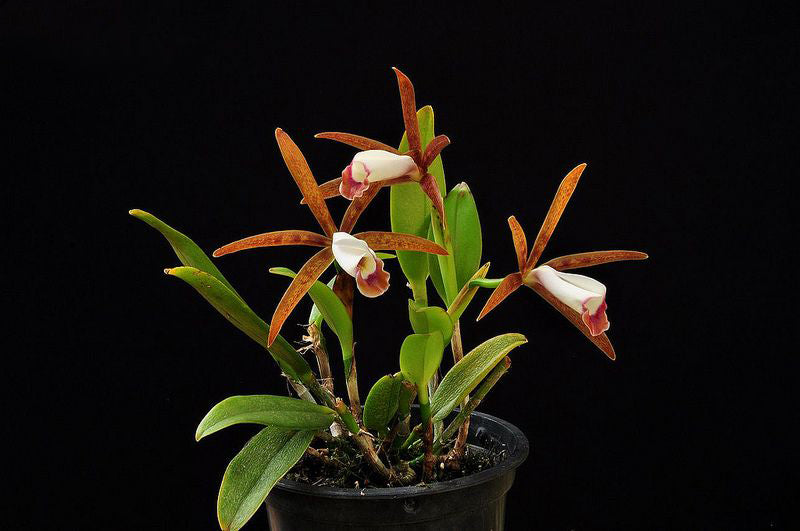 Cattleya araguaiensis
