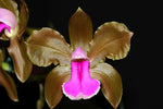 Carica l'immagine nel visualizzatore Galleria, Cattleya bicolor 'Abaete' - Br Orquidea