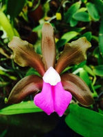 Carica l'immagine nel visualizzatore Galleria, Cattleya bicolor (Cesar x Extra)